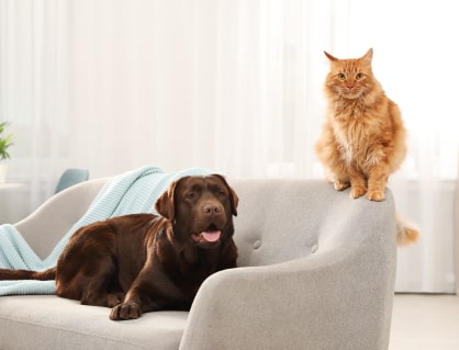 Pet sitting service in Barrie and throughout Ontario