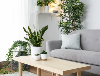 Plant sitting and watering service in Barrie and Ontario