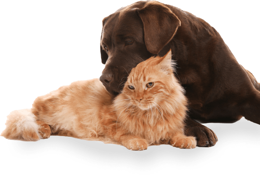 Pet sitting and home sitting service in Barrie and throughout Ontario