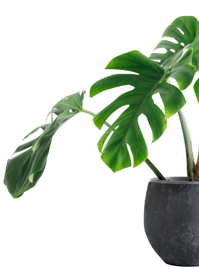 Plant sitting and watering service in Barrie and throughout Ontario