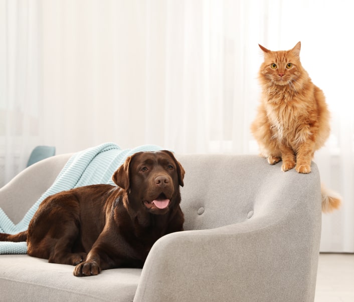 Pet sitting service in Barrie and Ontario